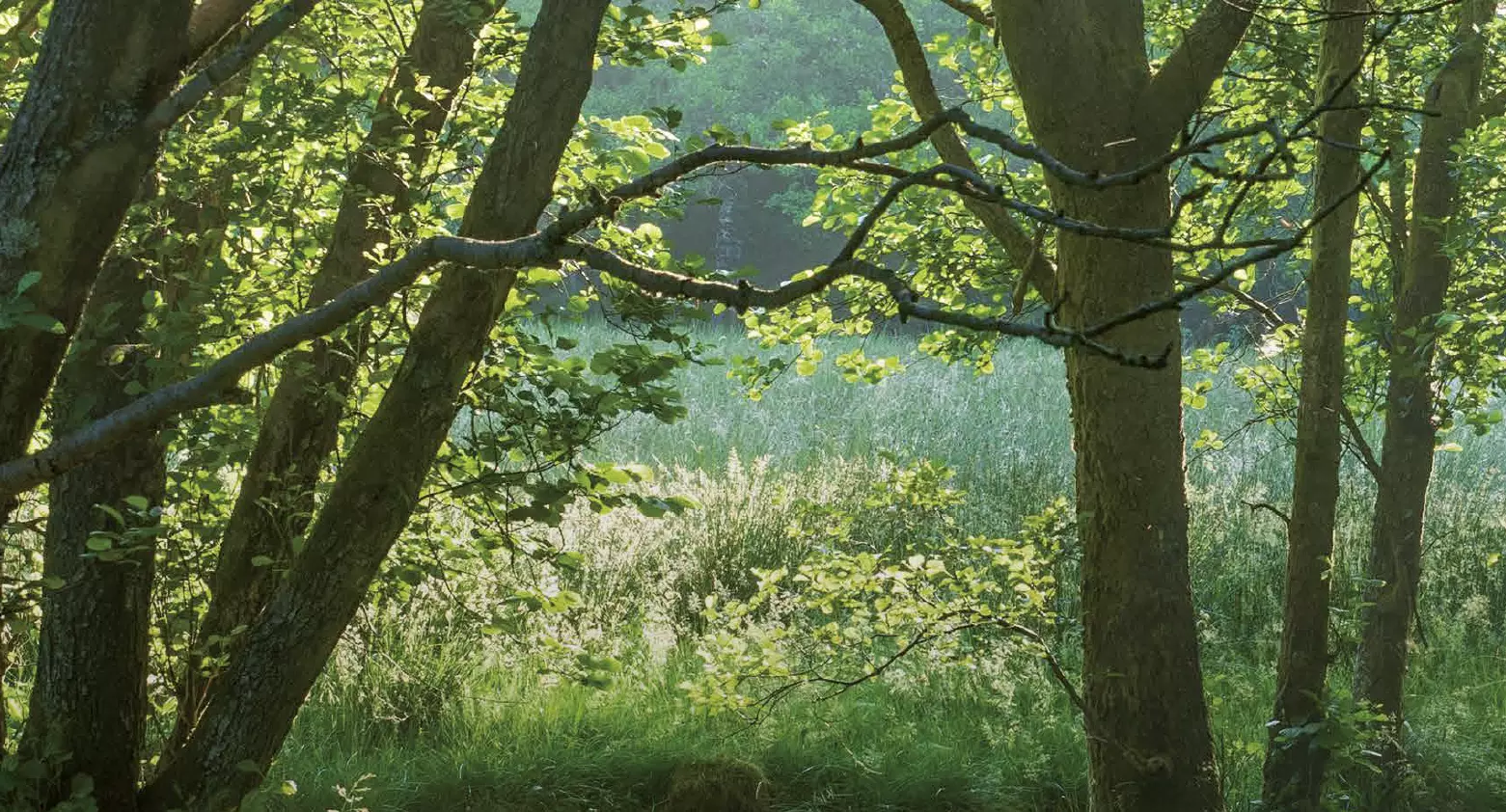 A view of Willesley Wood. 