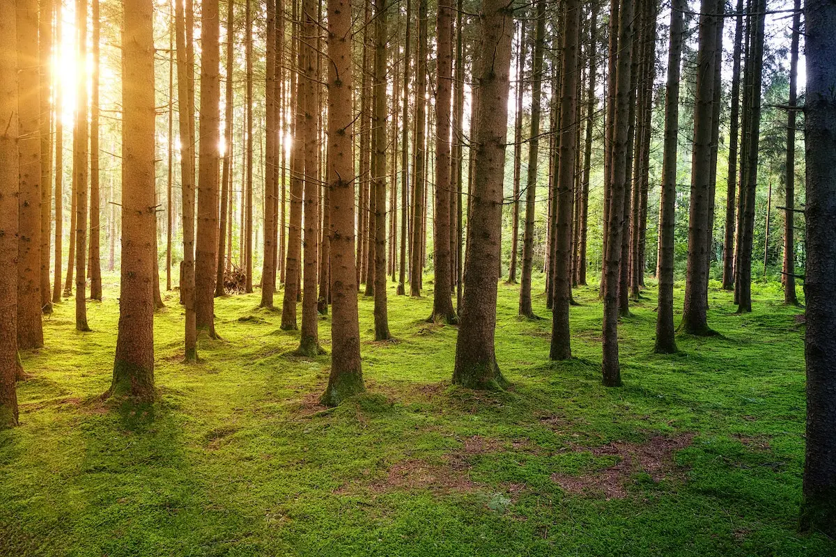 A view of a forest tree trunks with the sun peeping through. 