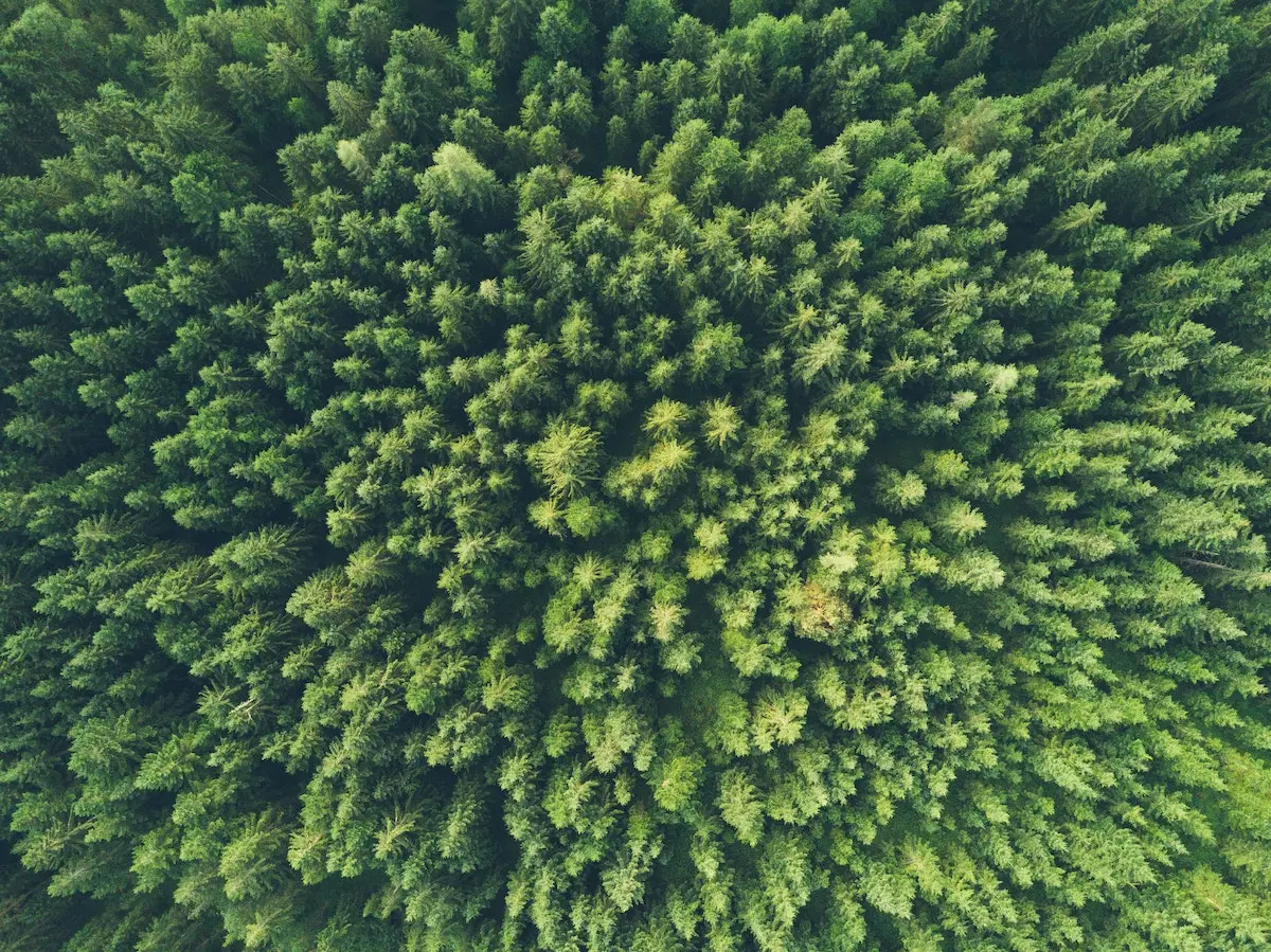 birds eye view of a forest
